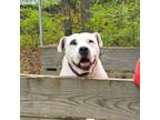 Adopt Angel a Pit Bull Terrier