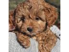 Cavapoo Puppy for sale in Vaughn, MT, USA