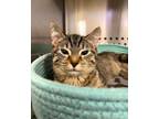 Adopt Rosa MC a Domestic Short Hair