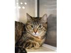 Adopt Donna MC a Domestic Short Hair