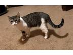 Adopt Birdie a Domestic Short Hair