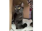 Adopt JETTA a Domestic Short Hair