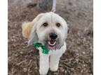Adopt Addison (Addie)Please Donate! a Sheepadoodle
