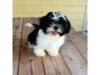 Shih Tzu Puppy for sale in Oviedo, FL, USA