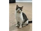 Adopt Giselle a Domestic Short Hair