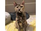 Adopt Sweety Pie a Dilute Tortoiseshell, Tortoiseshell