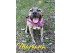 Adopt Mariana 29561 a Mastiff, Mixed Breed