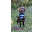 Adopt Rebel 29581 a Hound, Mixed Breed