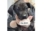 Adopt Nia a Shar-Pei, Boxer