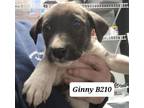Adopt Ginny a Labrador Retriever