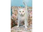 Adopt Snowy - White Female Adult Cat a Domestic Short Hair