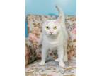 Adopt Snowy a Domestic Short Hair