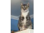 Adopt Fiona a Dilute Calico