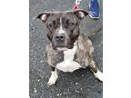 Adopt Dior a American Staffordshire Terrier