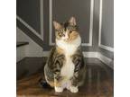 Adopt Maya & Kiwi a Tabby, Calico