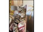 Adopt Chrissy a Tabby