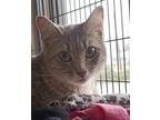 Adopt Nevada a Tabby