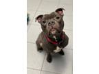 Adopt Siobhan a Pit Bull Terrier