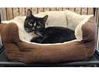 Adopt Amanda a Domestic Short Hair