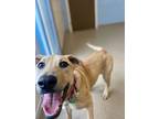 Adopt Chai a Hound