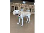 Adopt Lace a Labrador Retriever