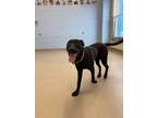 Adopt Nyx a Labrador Retriever