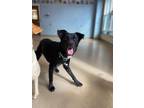 Adopt Maggie May a Border Collie