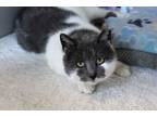 Adopt Chantilly a Domestic Short Hair