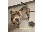 Adopt Alexandra A-18 ADOPTED a Pit Bull Terrier