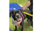Adopt Roxy a Pit Bull Terrier, Boxer