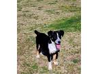 Adopt Boss Baby 10 a Australian Shepherd