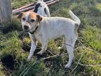 Adopt Juliet a Parson Russell Terrier, Mixed Breed