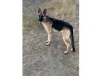 Adopt Macy May a German Shepherd Dog, Mixed Breed