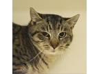 Adopt Candy a Domestic Short Hair