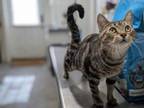 Adopt Wendy a Domestic Short Hair