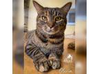 Adopt Olivia a Domestic Short Hair