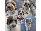 Adopt Lucille a Portuguese Water Dog