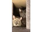 Adopt Puff & Tush Paw a Domestic Short Hair