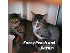 Adopt BARNEY a Domestic Short Hair