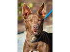 Adopt Rosarita a Doberman Pinscher, Australian Kelpie