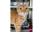 Adopt TIGER LILLY a Domestic Short Hair