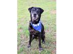 Adopt MAYA a Labrador Retriever, Mixed Breed