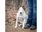 Adopt DEVINE-28592 a Pit Bull Terrier
