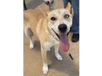 Adopt Rogue a Husky