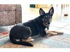 Adopt Sami a German Shepherd Dog, Australian Shepherd