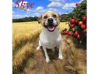 Adopt Skye a Staffordshire Bull Terrier