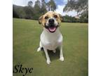 Adopt Skye a Staffordshire Bull Terrier