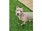 Adopt Joan Jett a Pit Bull Terrier