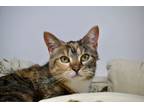 Adopt Peepin' Patches a Domestic Short Hair
