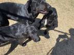 Adopt Liana a Labrador Retriever